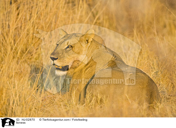 lioness / HJ-02870
