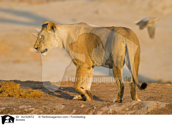lioness / HJ-02872