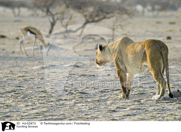 jagende Lwin / hunting lioness / HJ-02873