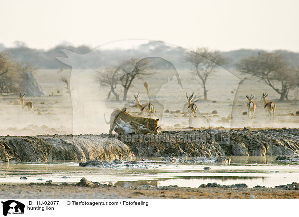 hunting lion / HJ-02877