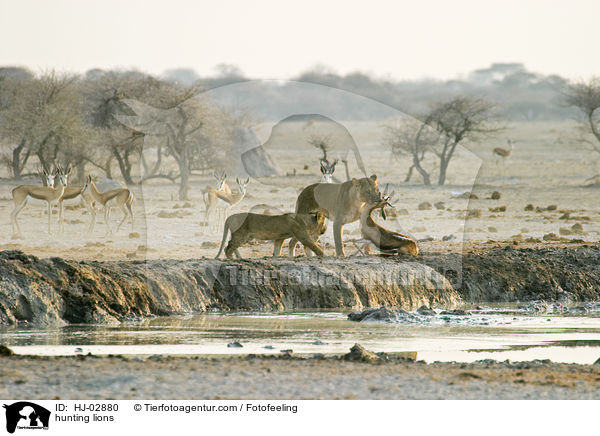 hunting lions / HJ-02880