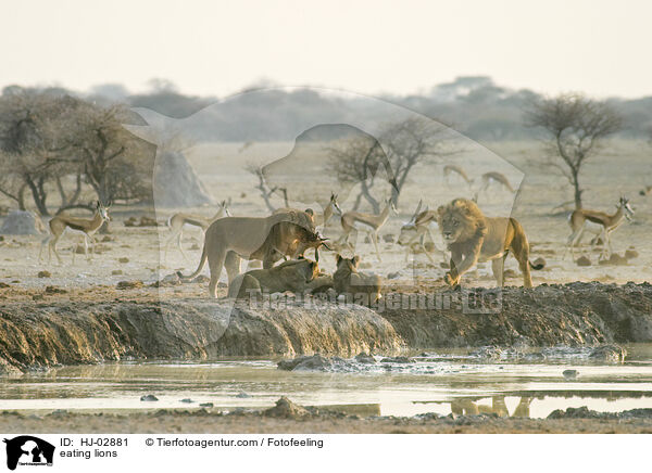 eating lions / HJ-02881