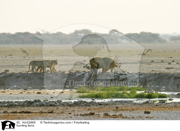 hunting lions / HJ-02885