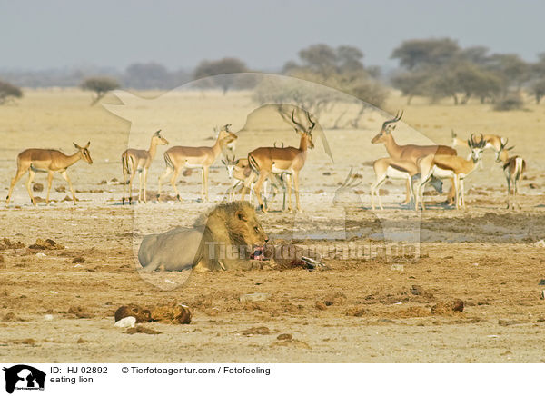 fressender Lwe / eating lion / HJ-02892