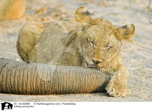 eating young lion / HJ-02894