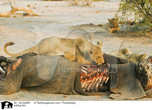 eating lion / HJ-02895