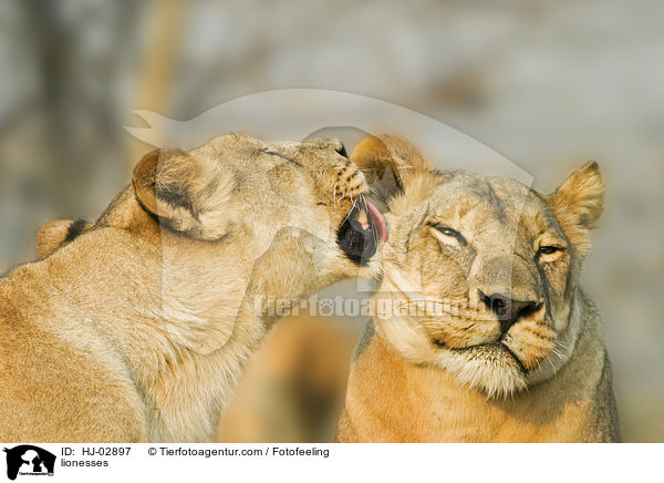 lionesses / HJ-02897