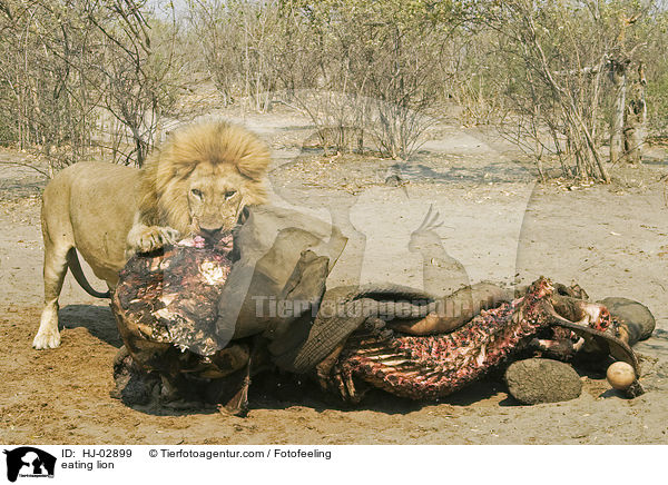 fressender Lwe / eating lion / HJ-02899