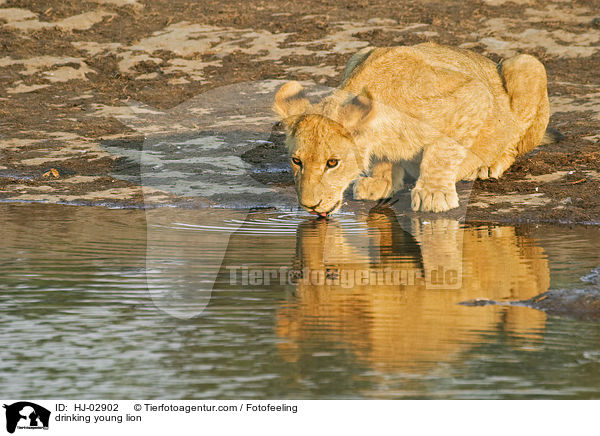 drinking young lion / HJ-02902
