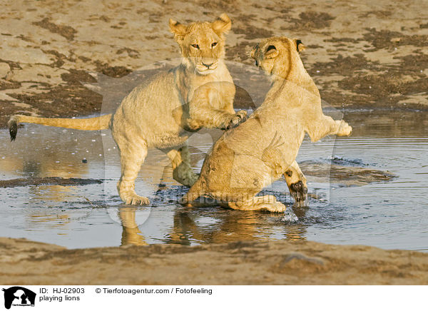 playing lions / HJ-02903