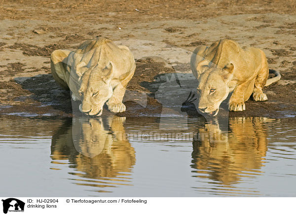 drinking lions / HJ-02904