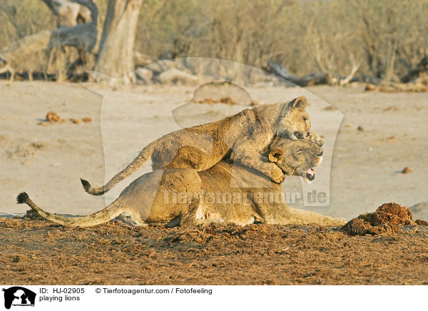 playing lions / HJ-02905