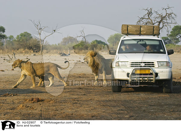 lions and tourists / HJ-02907