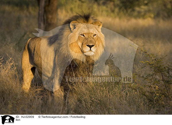 lion / HJ-02909