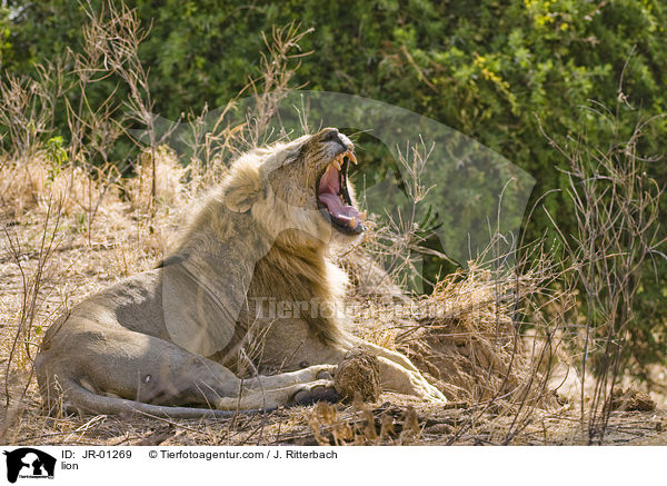 Lwe / lion / JR-01269