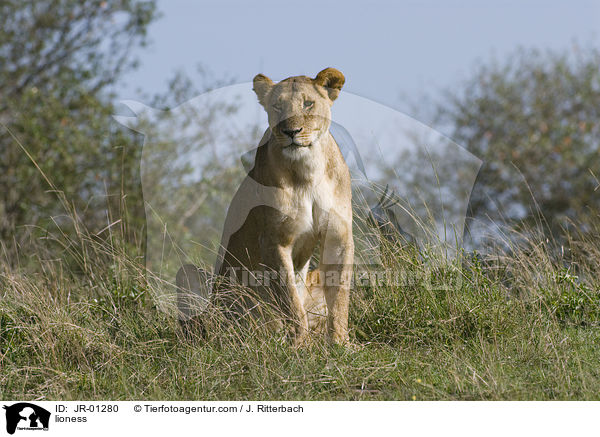 Lwin / lioness / JR-01280