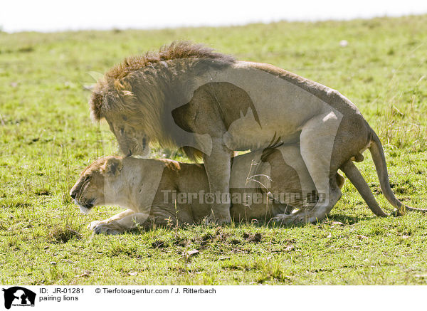 Lwen bei der Paarung / pairing lions / JR-01281