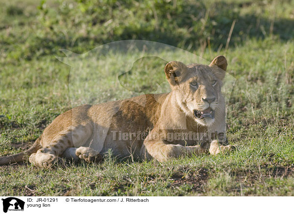 junger Lwe / young lion / JR-01291