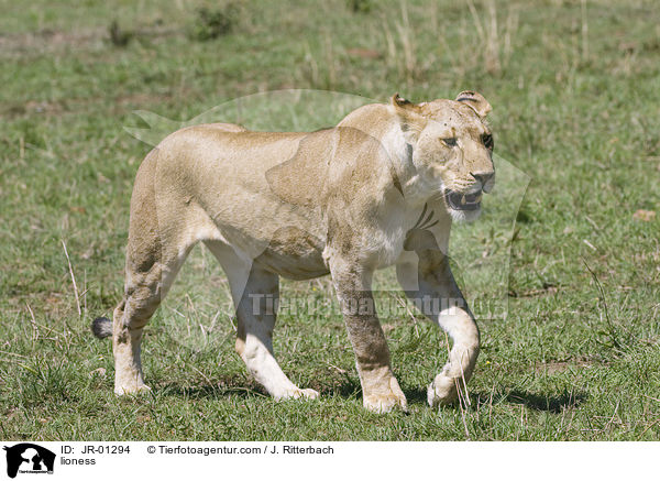 Lwin / lioness / JR-01294