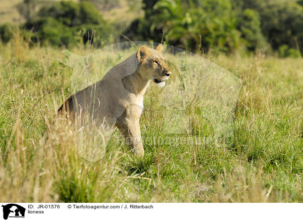 Lwin / lioness / JR-01576