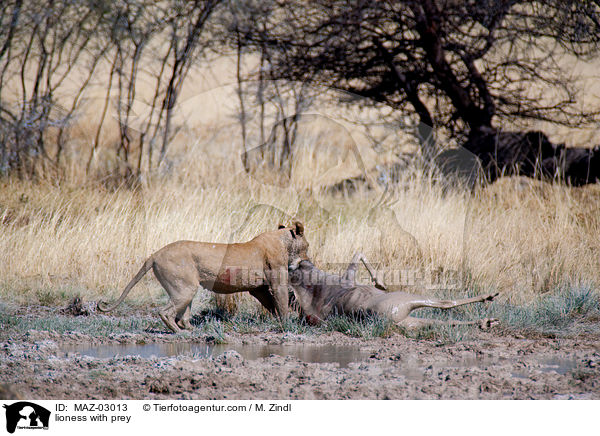Lwin mit Beute / lioness with prey / MAZ-03013