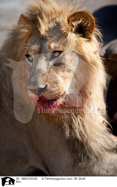 Lwe / lion / MAZ-03028