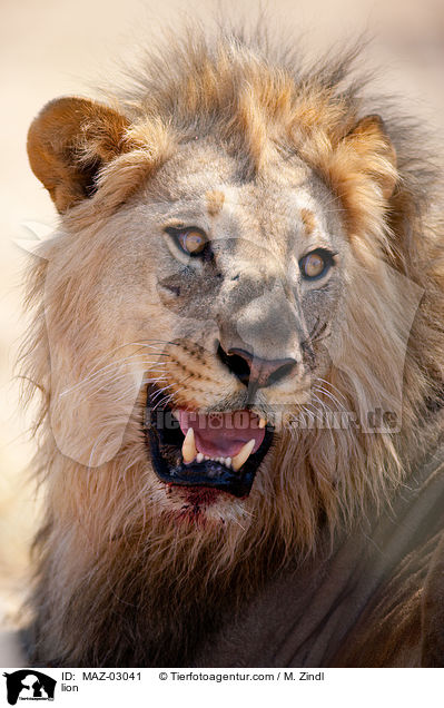 Lwe / lion / MAZ-03041