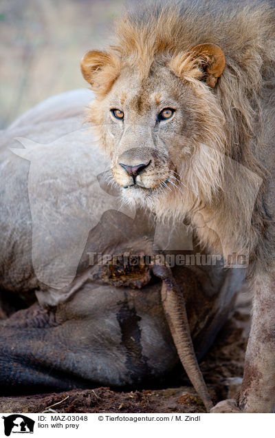 Lwe mit Beute / lion with prey / MAZ-03048