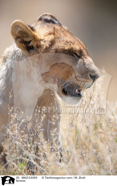 Lwin / lioness / MAZ-03060