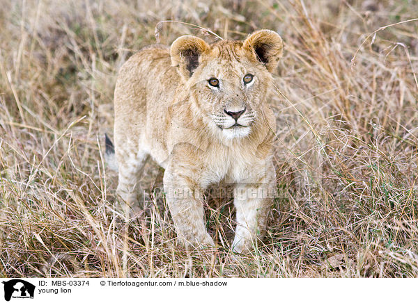 junger Lwe / young lion / MBS-03374