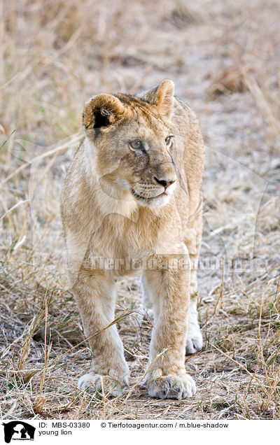 junger Lwe / young lion / MBS-03380