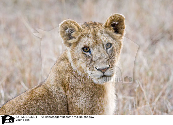 junger Lwe / young lion / MBS-03381