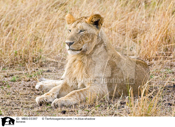 Lwin / lioness / MBS-03387