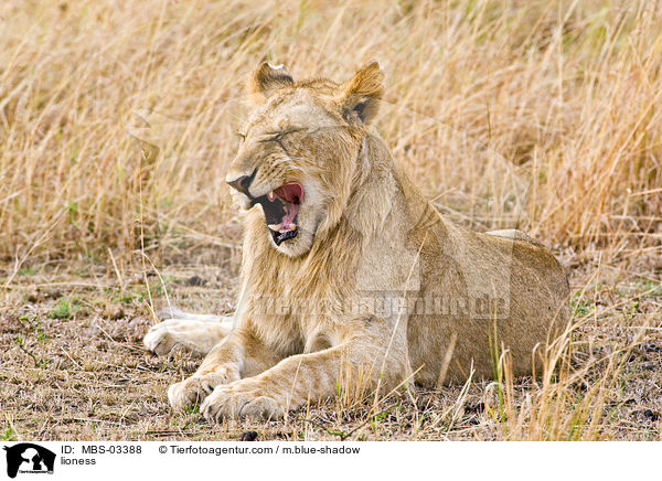 Lwin / lioness / MBS-03388