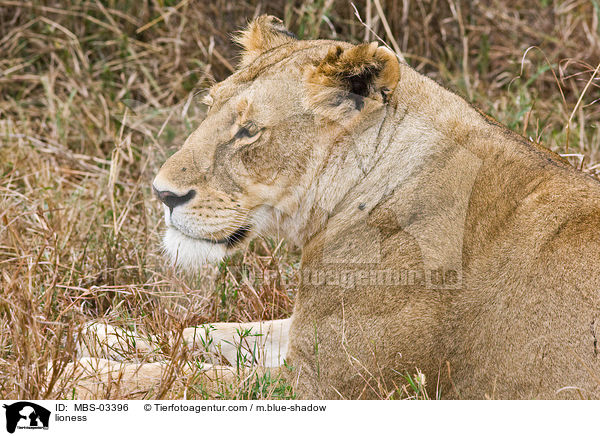 Lwin / lioness / MBS-03396
