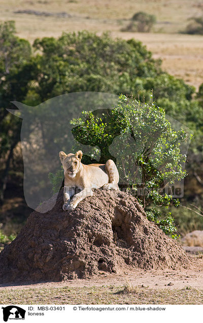 Lwin / lioness / MBS-03401
