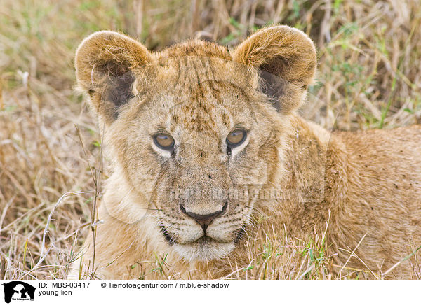 junger Lwe / young lion / MBS-03417