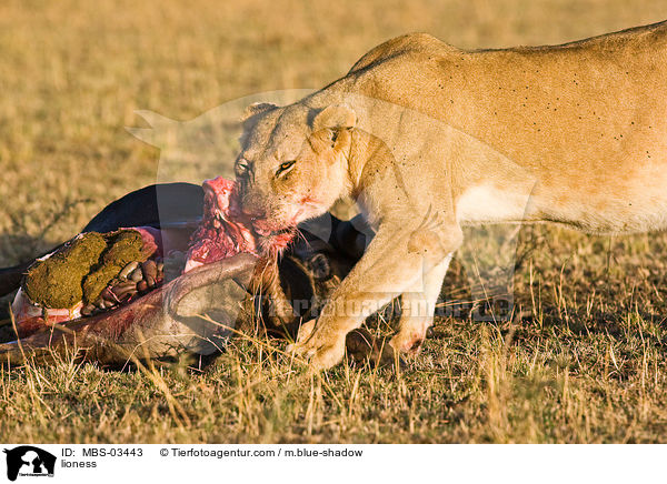 Lwin / lioness / MBS-03443
