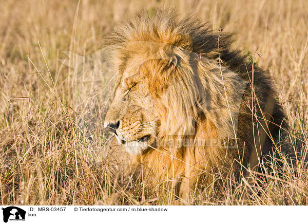 Lwe / lion / MBS-03457