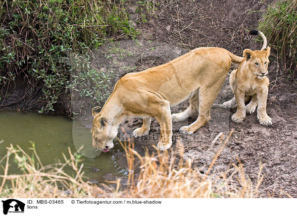 Lwen / lions / MBS-03465