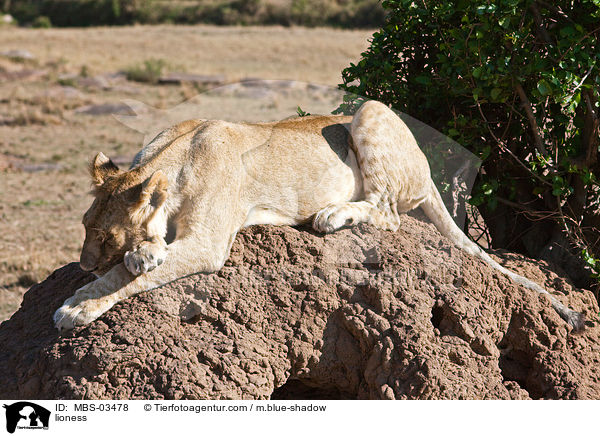 Lwin / lioness / MBS-03478