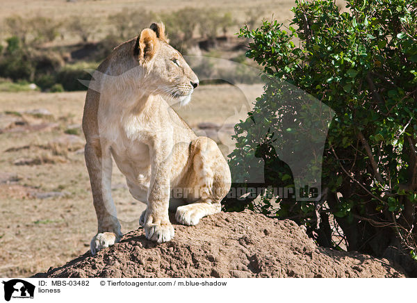 Lwin / lioness / MBS-03482