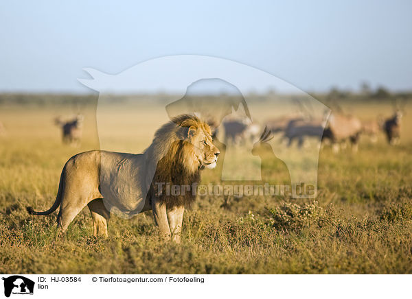 Lwe / lion / HJ-03584