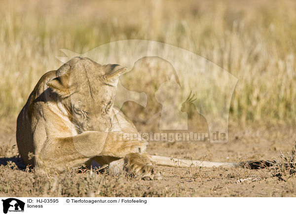 Lwin / lioness / HJ-03595