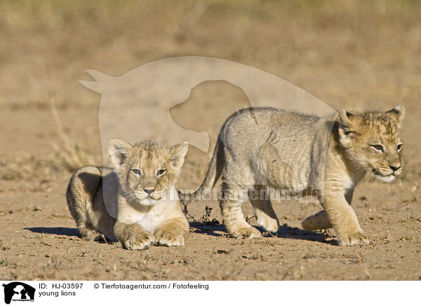 junge Lwe / young lions / HJ-03597