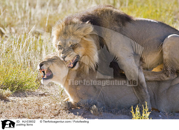 sich paarende Lwen / pairing lions / HJ-03602