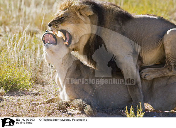 sich paarende Lwen / pairing lions / HJ-03603
