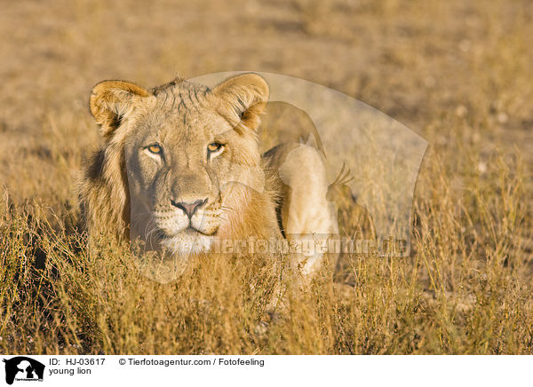 junger Lwe / young lion / HJ-03617