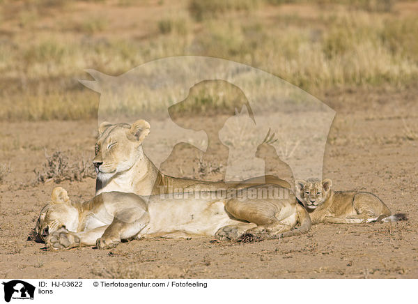 Lwen / lions / HJ-03622