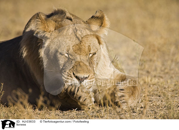 Lwin / lioness / HJ-03633